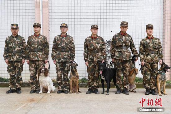 多只搜救犬正在列队等待集训。 中新社记者 王远 摄