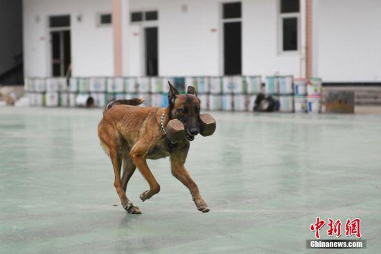 一只搜救犬正在进行“衔取”训练。 中新社记者 王远 摄