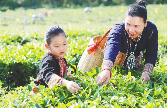 符小芳（右一）在茶园采摘茶叶。 本报记者 苏晓杰 摄