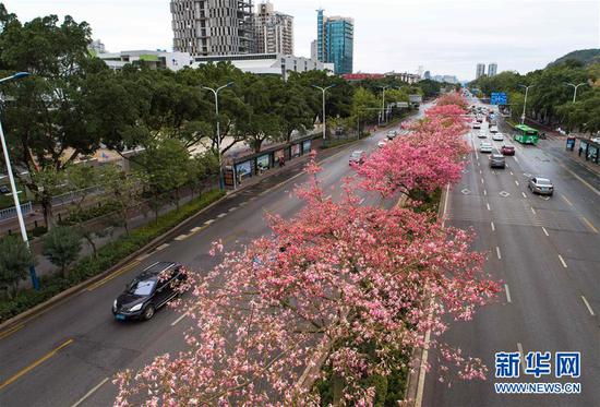 这是美丽异木棉花竞相绽放的广西柳州市东环大道(12月1日无人机拍摄)。