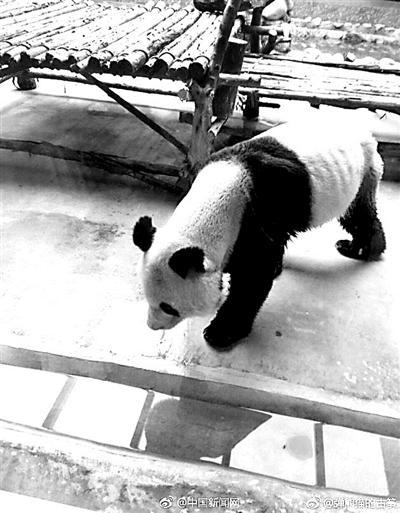 网友拍摄的照片中，大熊猫已经瘦得肋骨清晰可见