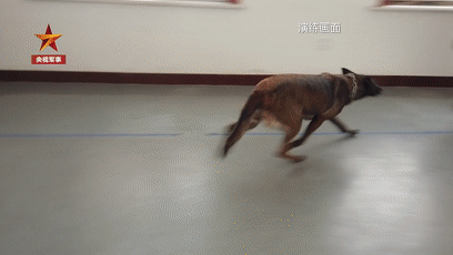 81f3-inzcrxt0685310.gif