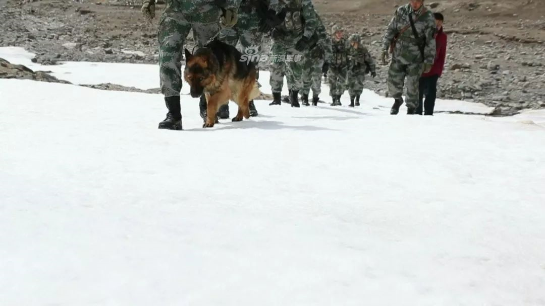 边防官兵送战友!这只军犬服役5年巡逻600次