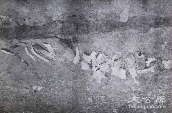 第100部队掩埋场里混在一起的人骨和马骨。资料图片