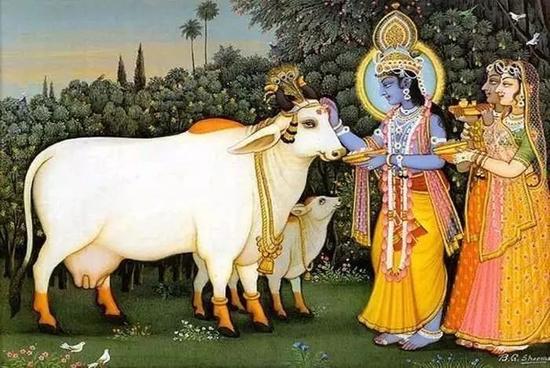吉尔奶牛是印度有名的优质奶牛