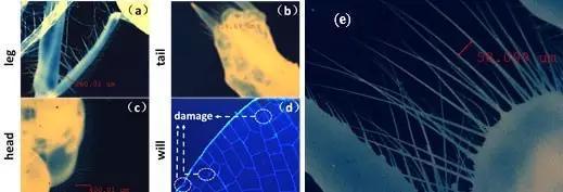成像结果，蜻蜓（a）脚部、（b）尾巴、（c）头部和（d）翅膀的细微成像，（e）尾巴放大