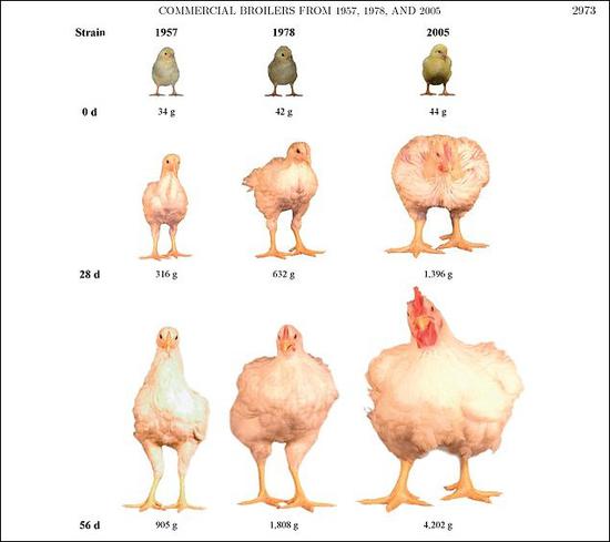 《每日邮报》放出的“弗兰肯斯坦鸡”与过去的肉鸡体型大小对比图