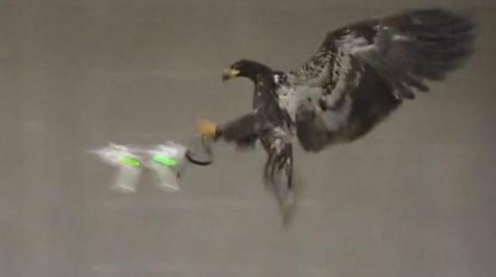 ����ѵ����ӥ��׽���˻�