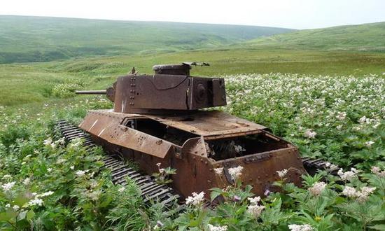 占守岛上的废弃的苏军坦克已被淹没在花海中