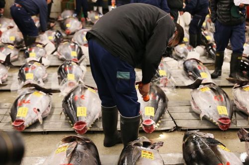 日本东京市场上的金枪鱼