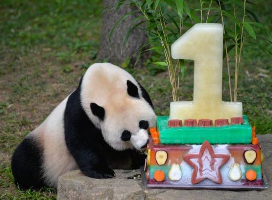 资料图：2016年8月20日，在美国首都华盛顿美国国家动物园，由于贝贝在午睡，吃生日蛋糕便由熊猫妈妈美香“代劳”了