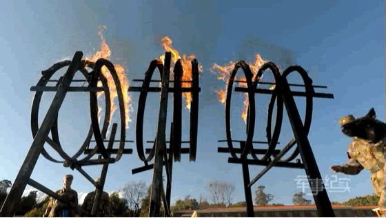 解放军最忠诚的战友是这样养成