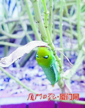 林先生发现的夹竹桃天蛾幼虫。