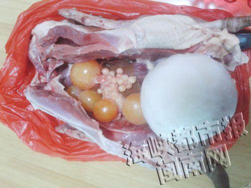 这个白色肉球有8两重