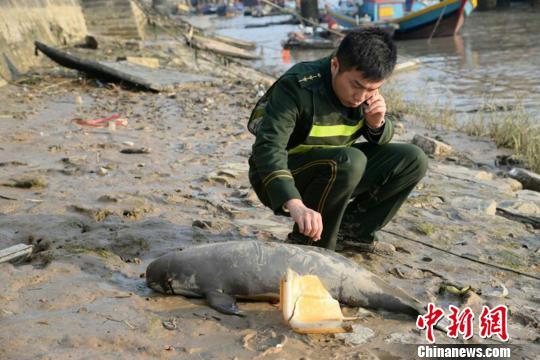福建泉州海域一只江豚搁浅被发现时眼角流血