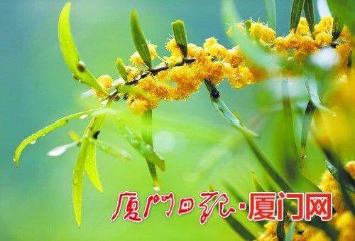 ▲相思树在雨中摇曳,是那样的柔美。