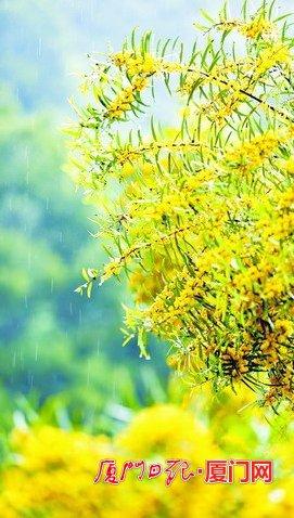 雨中的相思树别有一番韵味。