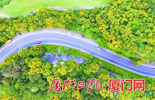 被相思树花海包围的山路。