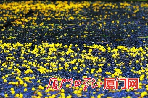 ▲被风雨吹落的黄色花蕊,凄美动人,满眼相思意。