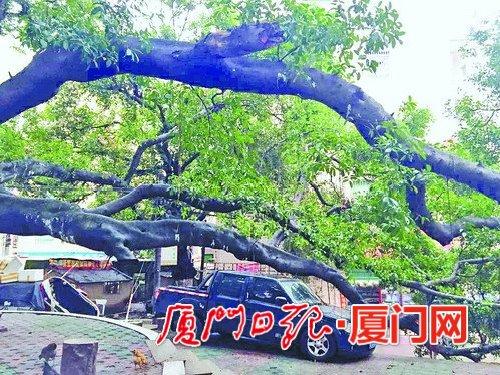 榕树枝压在车子的引擎盖上，前车轮被压扁胀起。