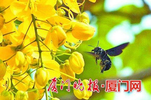 蜜蜂也喜欢腊肠花。李建波摄