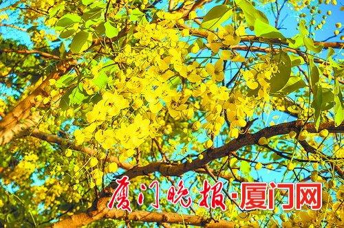 目前正是腊肠花盛开季节。一苇阳光摄
