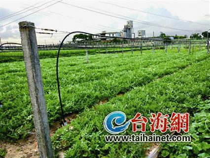 厦门十吨西瓜一夜被偷 连偷3家被盗面积约4亩