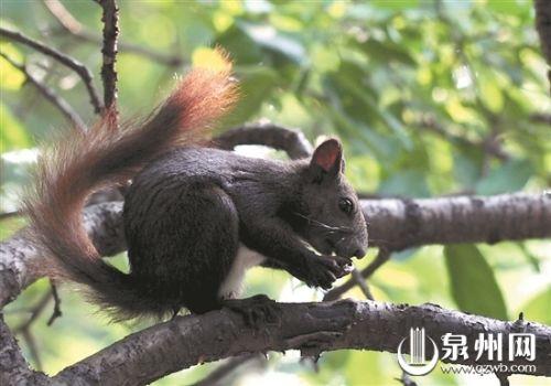  横行村庄的松鼠长这样(网图)