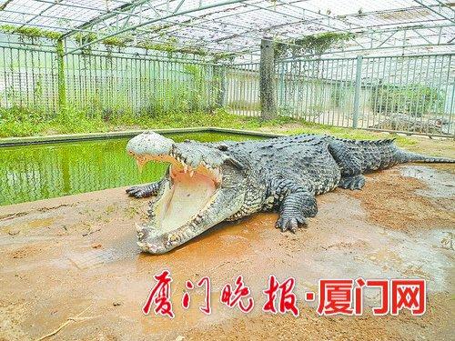 目前国内体形最大、年龄最大的“鳄鱼王”。