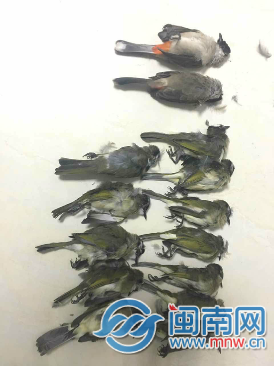 1479727752026041097.jpg 被射杀的14只鸟.jpg