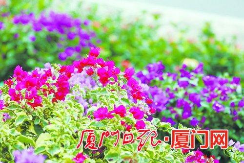 　　鹭岛的冬天姹紫嫣红。
