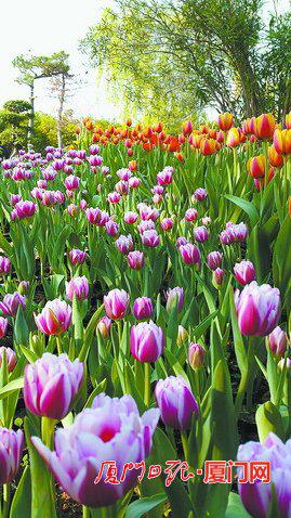 　　春节期间，园博苑花卉展面积达2万多平方米，种植各种花卉共计100多万株，可观赏郁金香、洋水仙等多种花卉。（张婉妍 摄）