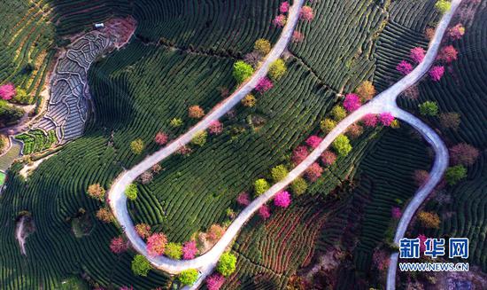 这是位于福建省漳平市永福镇的樱花和茶园(2月9日摄)。新华社记者魏培全摄