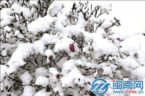 武夷山路边野花成“雪花”（通讯员邱汝泉供图)