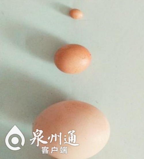 袖珍鸡蛋长1.2厘米