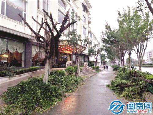 小叶榕被砍得光秃秃,枝叶堆在树下