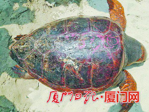 珍珠湾附近发现蠵龟,背甲上有符文。(报料人提供)