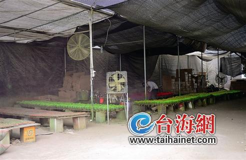 ▲作坊工人正对仙人球喷漆