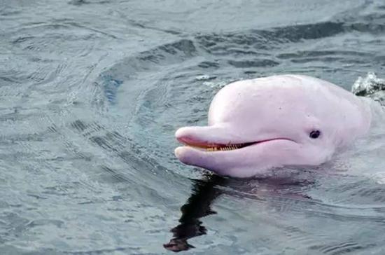 中华白海豚的寿命一般为 30~40 年,发情期多集中在 4 月至 9 月的