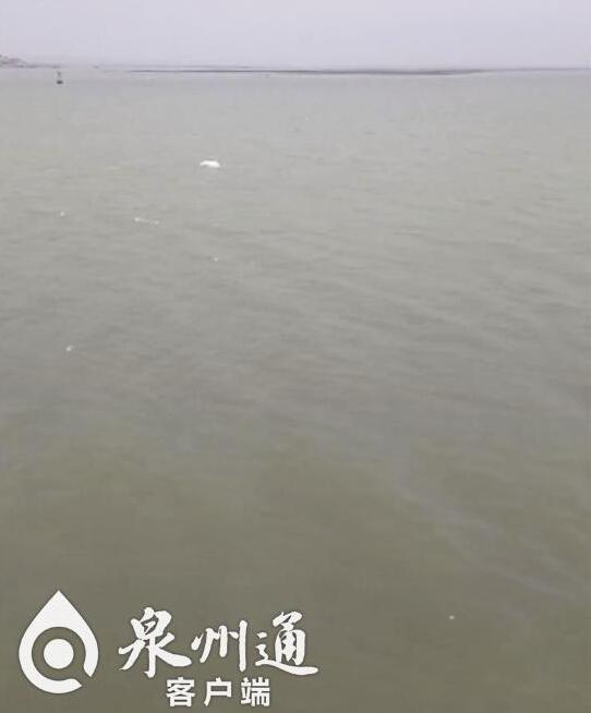 原标题:美极啦!一级保护动物白海豚现身石井海面