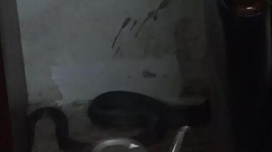 经过事先勘察发现,这条眼镜蛇大约1米多长,全身黑色还有条纹。具有很大的攻击性和毒性。