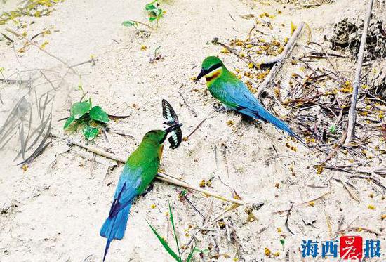 栗喉蜂虎雄鸟把捕到的食物喂给“伴侣”。