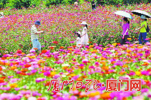 昨日,市民在翔安香山花海享受户外休闲时光。(本报记者郑晓东摄)