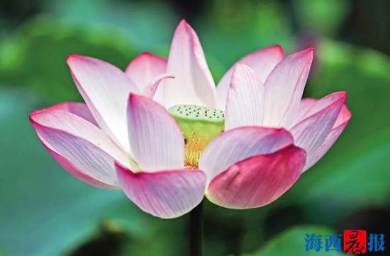 莲花公园荷花风情万种。