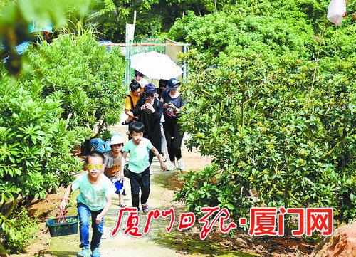 漳州“杨梅游”受追捧 两天五万游客踏青采摘