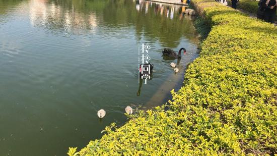 芙蓉湖畔的黑天鹅。