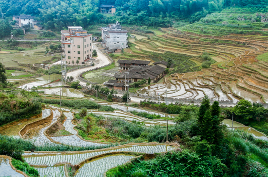 晚春时节大山的梯田中，稻苗奋力生长着