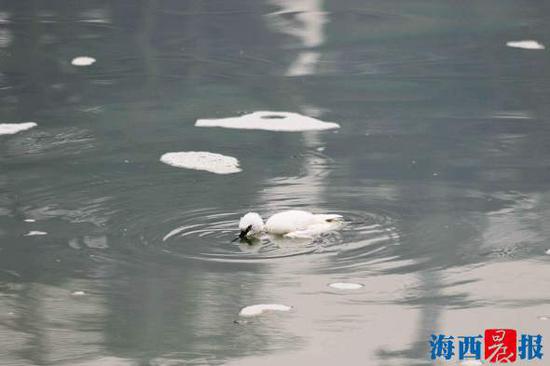 小白鹭已无力挣扎,脖子渐渐没入水中,眼神中透露出一丝绝望。