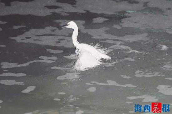 小白鹭努力挣扎,几次拍打翅膀想要飞起来,但都没能成功。