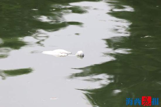 近半个小时后,当蓝天救援队员赶到时,小白鹭的大半身体已沉入水中。